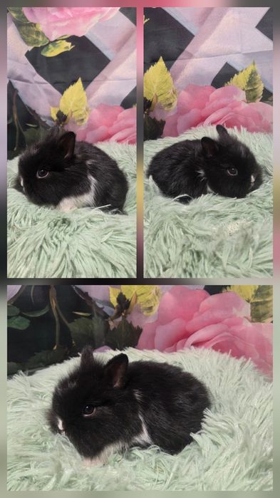 Karzełki Teddy Mini