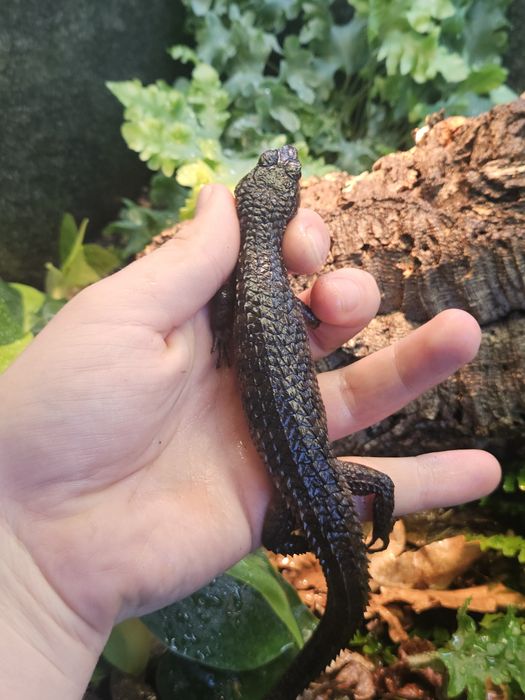 Jaszczurka wodna - Tropidophorus baconi, prawdopodobne trio