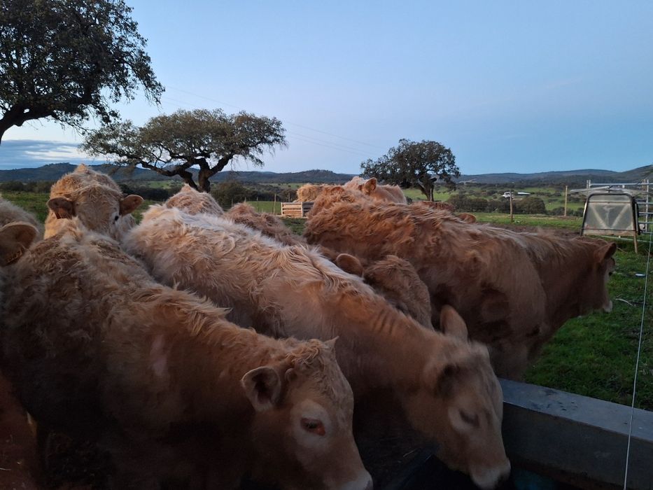 Vitelos cx de limousine e charoles.