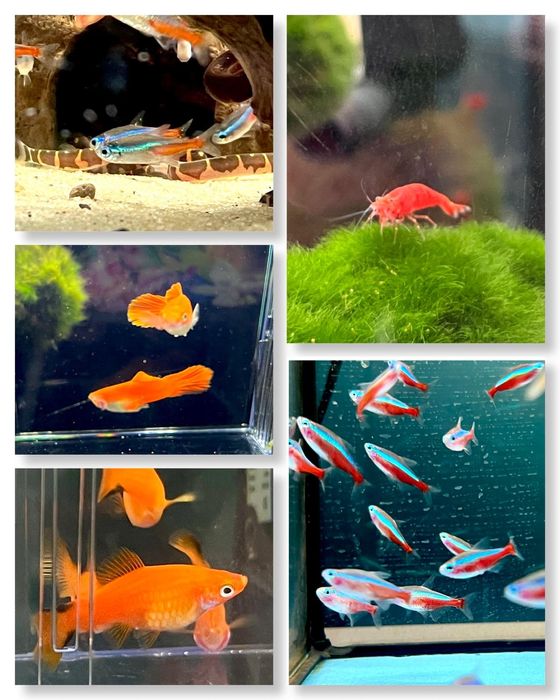 Rybki Akwariowe Detal Hurt Molinezje Mieczyki Gupiki Platki Kirysy