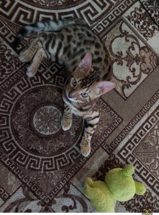 Кошенята бенгальської породи