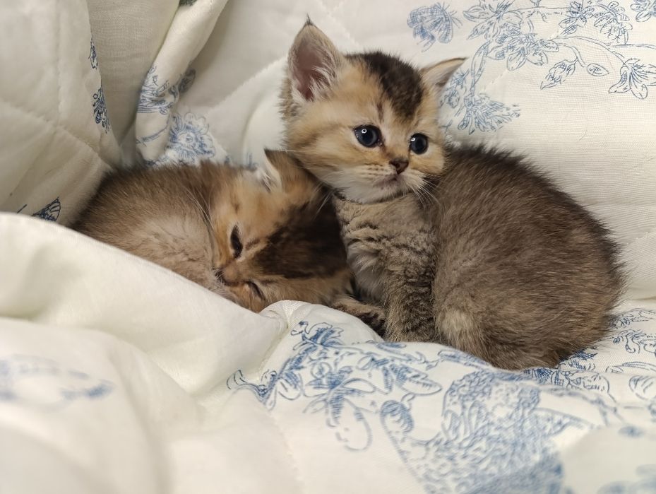 Шотландські кошенята Скоттіш фолд , скоттиш страйт