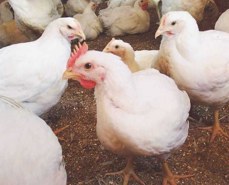 kury sprzedaż 11 kwiecień brojlery 5 tygodniowe bojlery