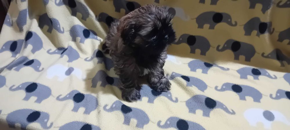 Piękny suczka Shih-tzu