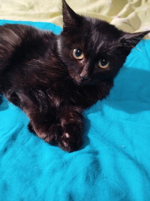 хлопчик безкоштовно