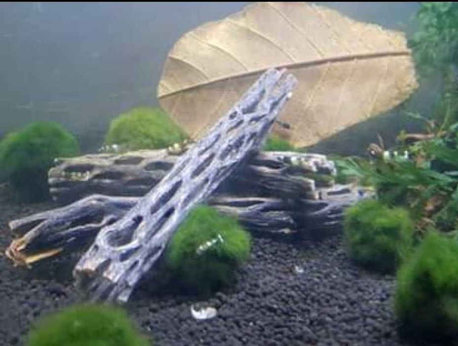 Troncos de Cholla cactus wood  1 tronco 4€ ou 3 troncos 10€