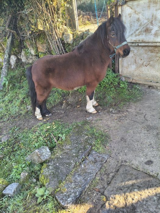 Ponei muito manso e meigo