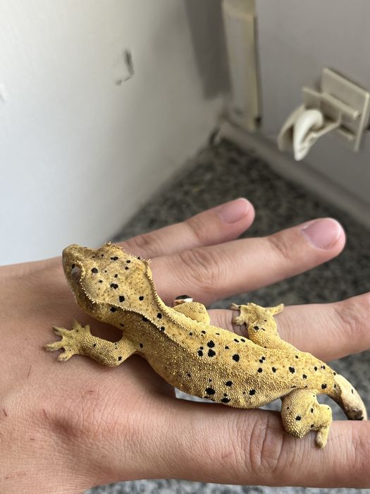 Gekon orzęsiony DP6 samica dalmatian