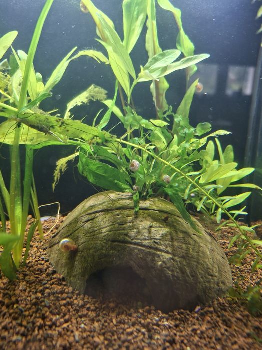 Dou Caracois planorbis