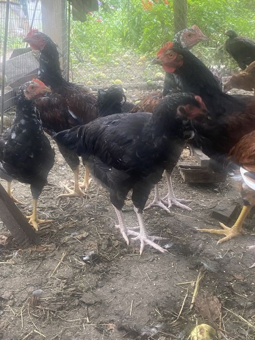 Продам молодих курей лівенська ситцева