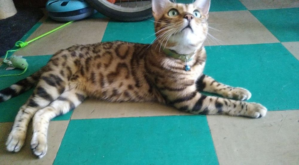Вязка Бенгала кот
