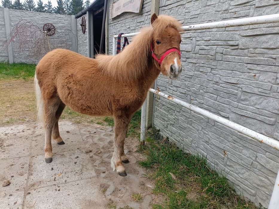 Kucyk - roczna klacz