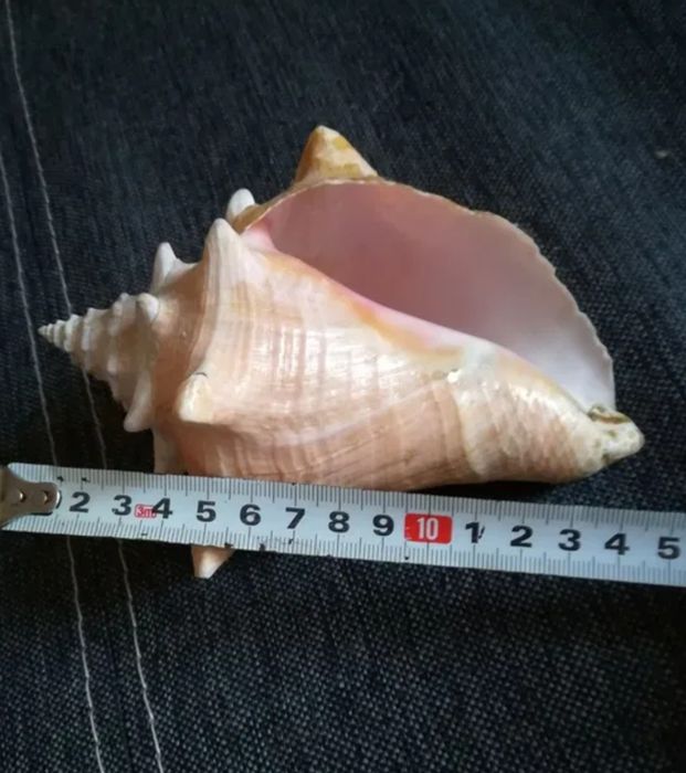 Морская ракушка.