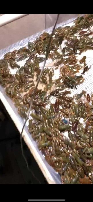 Річкові РАКИ до свята