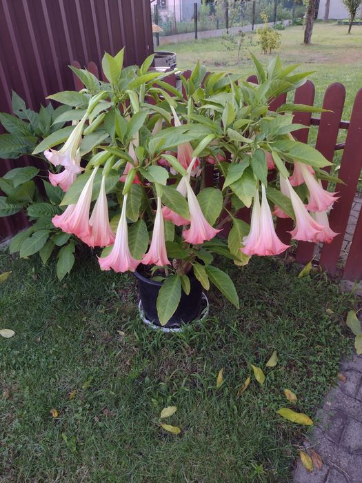 Sadzonki datury kolor łososiowy i żółty