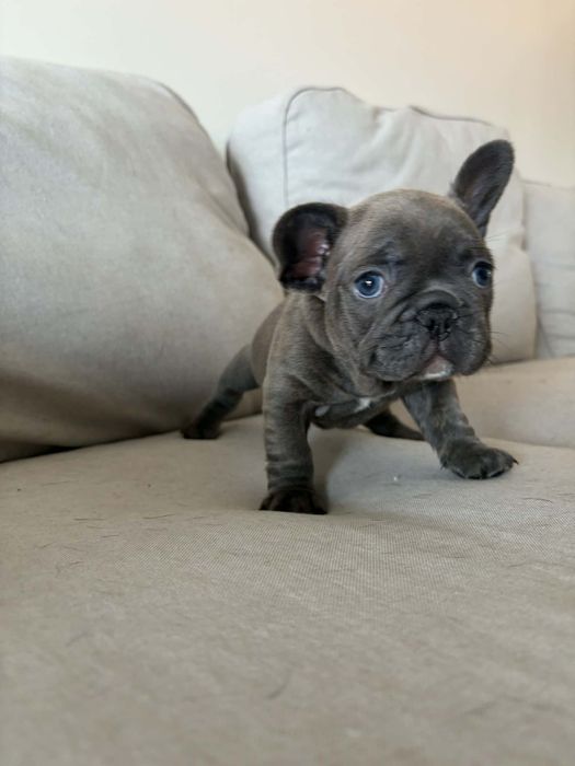 Bulldog francês macho blue