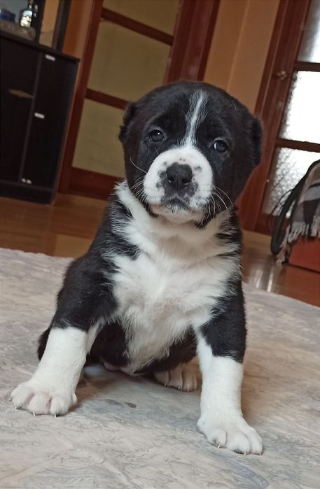 Щенки САО алабай