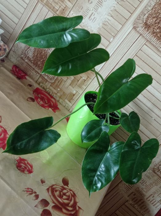 Филодендрон Бурле макс Ринг оф файер Замиокулькас Хавортиопсис  Руэлия