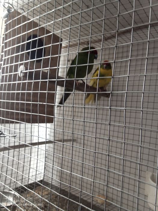 Vendo casal de kakaris