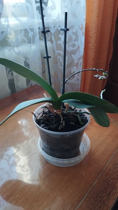 Продам дві орхідеї