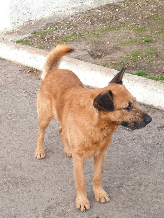 Отдам даром в добрые руки собаку