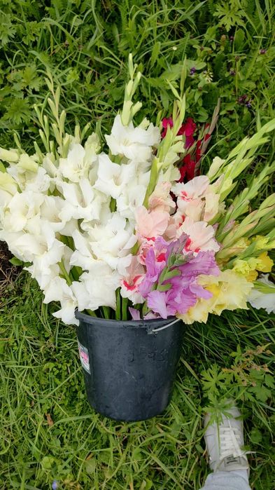 Гладіолус цибулини