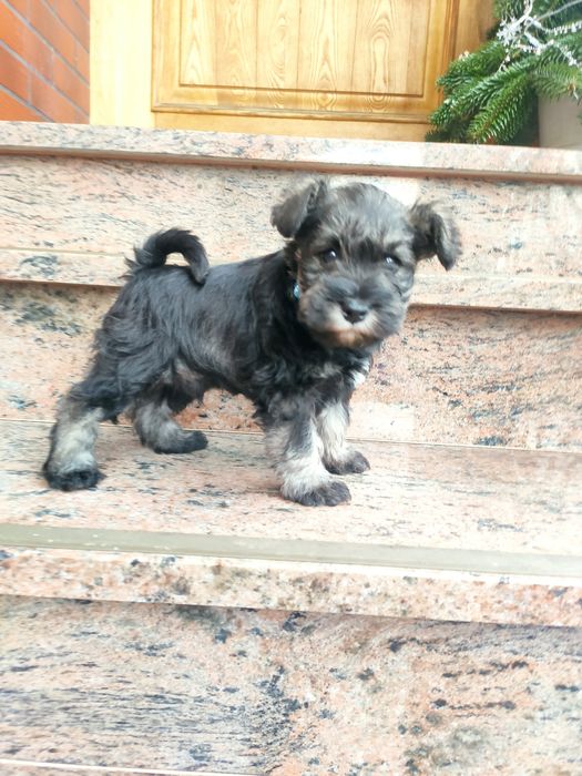 Sznaucer miniaturowy