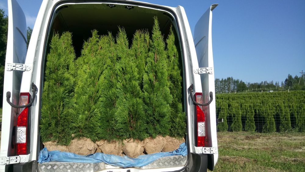 Tuja szmaragd 120-130cm