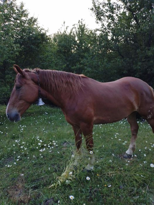 Продам добру кобилу