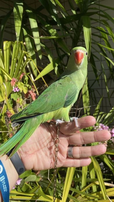 Ring neck domesticado