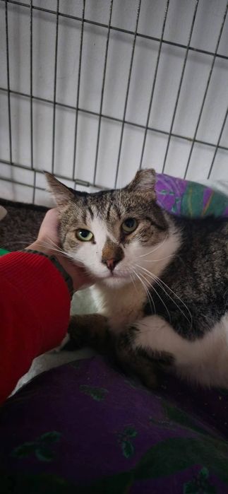 Cudowny kot Rambo do adopcji