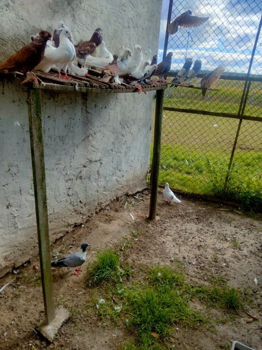 Gołębie ozdobne różne