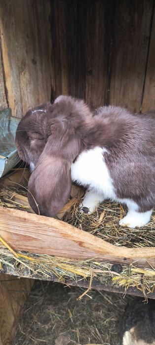 Baran francuski samiec