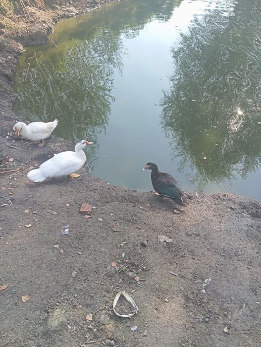 Sprzedam kaczki do dalszej hodowli