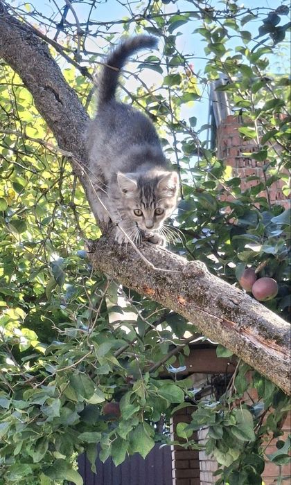 Котеня шукае родину