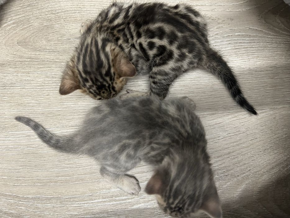 Бенгальские котята