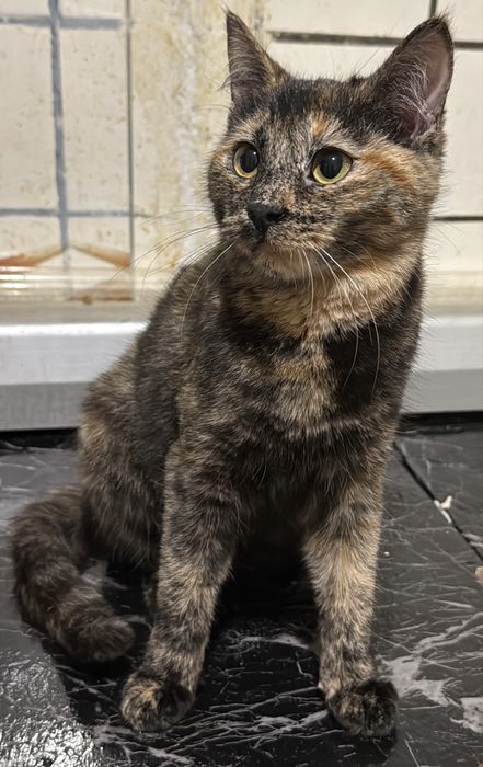 Котенок кошечка в хорошие руки