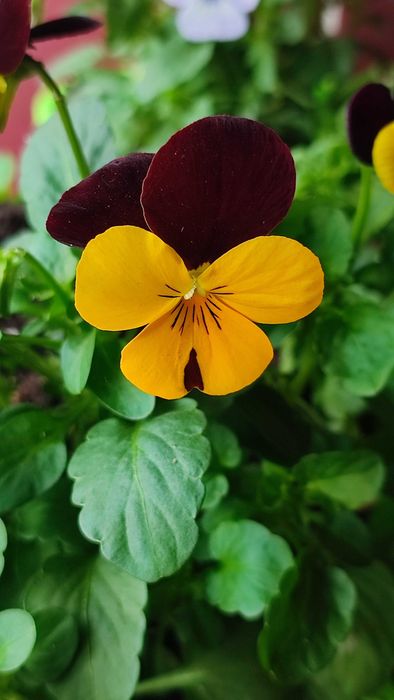 Flores comestíveis frescas