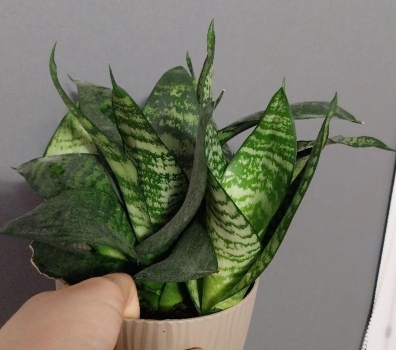 Sanseveria niska.