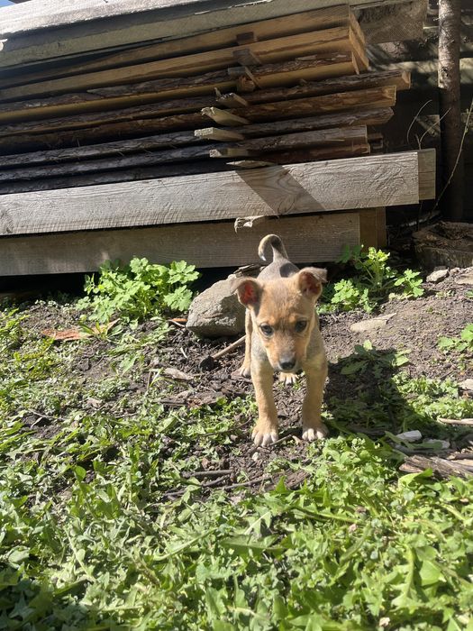 Віддам в добрі руки собачку