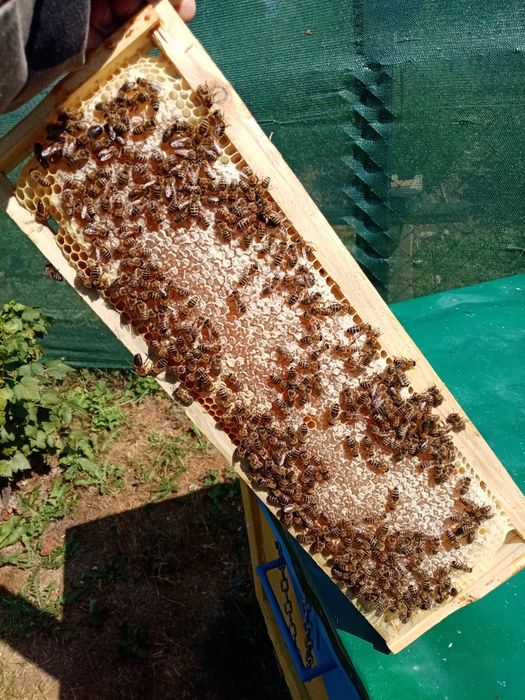 Пакети бджоли ,маткі,