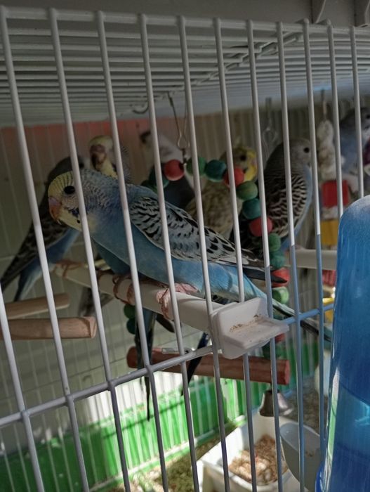 Periquitos Australianos