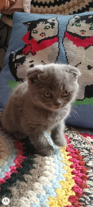 шотландські котики висловухі
