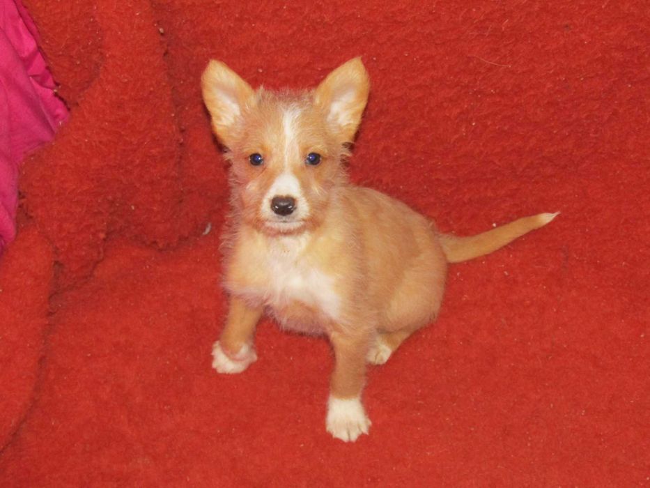 Podengo Português Médio Cerdoso LOP/Pedigree/Afixo.