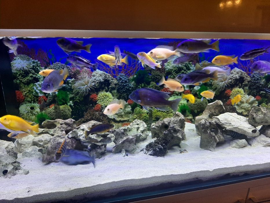 Sprzedam rybki Pyszczaki, różne gatunki