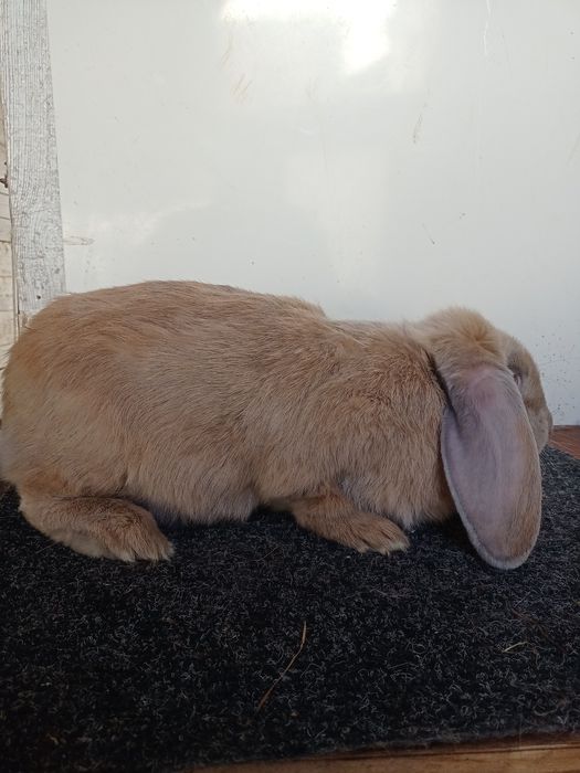 Кролики-Кролі Французький Баран французский