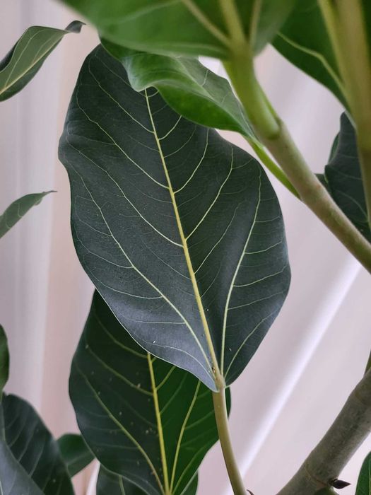 Fikus bengalski 'Joy' wysokość 185cm z don.