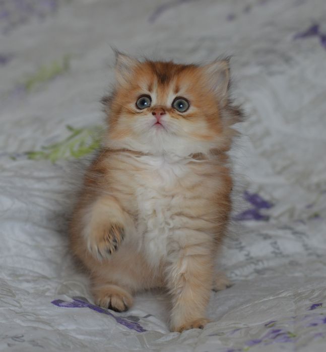 Очень красивая  и милая  девочка Золотая шиншила!