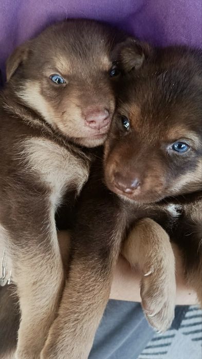 Cães bebés para adoção responsável