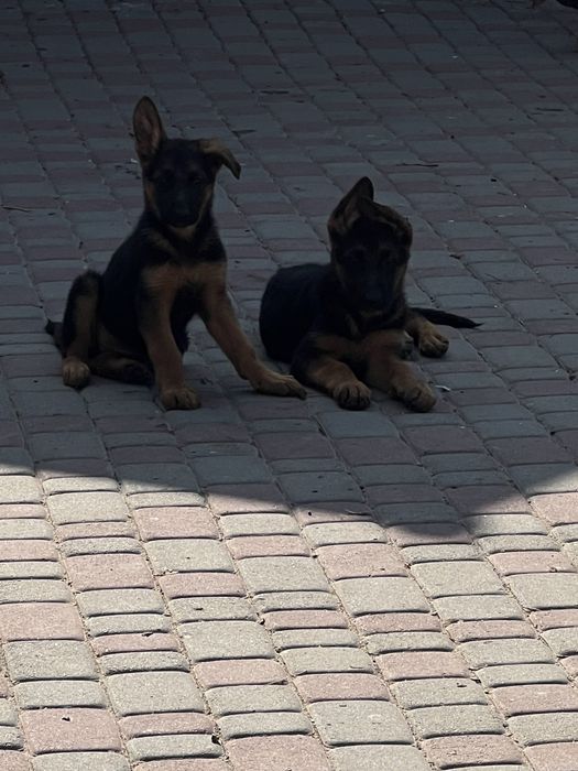 Німецька вівчарка